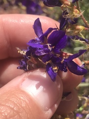Psorothamnus arborescens