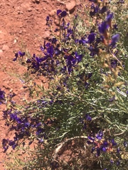 Psorothamnus arborescens