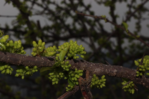 Image of Coromandel Boxwood (Canthium coromandelicum) by (c) Vikas D Prasad, some rights reserved (CC BY-SA)
