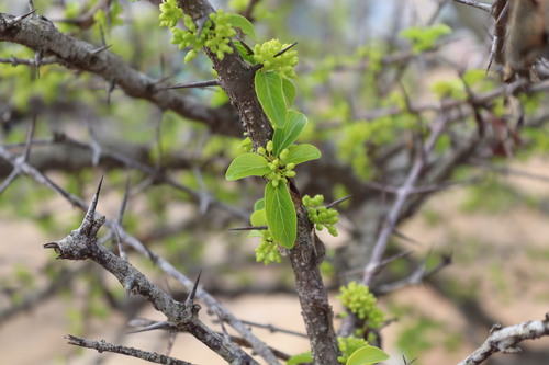 Image of Coromandel Boxwood (Canthium coromandelicum) by (c) Vikas D Prasad, some rights reserved (CC BY-SA)