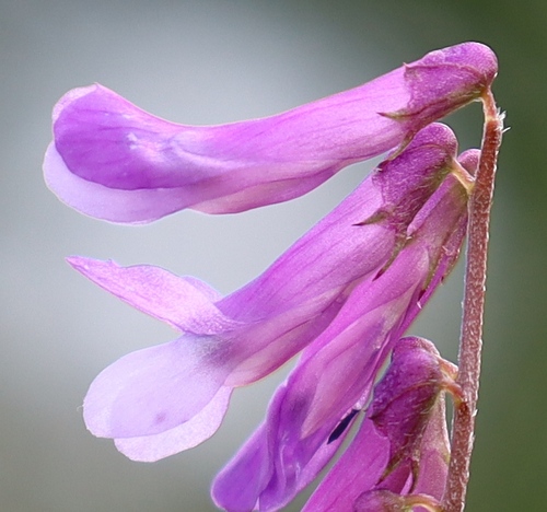 Vicia villosa