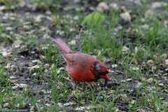 Cardinalis cardinalis cardinalis