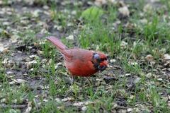 Cardinalis cardinalis cardinalis