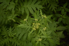 Senecio grandiflorus