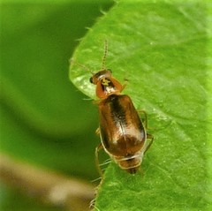 Attalus scincetus