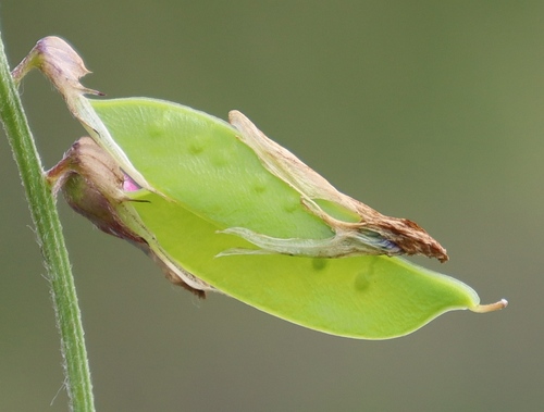 Vicia villosa