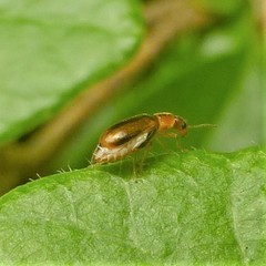 Attalus scincetus