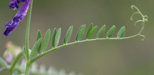 Vicia villosa