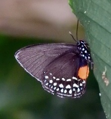 Eumaeus godartii