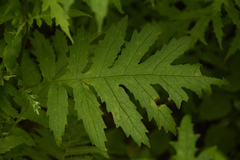 Senecio grandiflorus