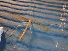 Tricyphona