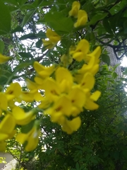 Laburnum anagyroides