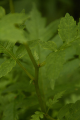Senecio grandiflorus