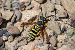 Pterocheilus