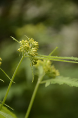 Senecio grandiflorus