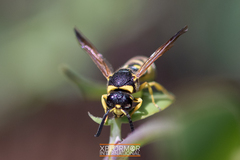 Pterocheilus