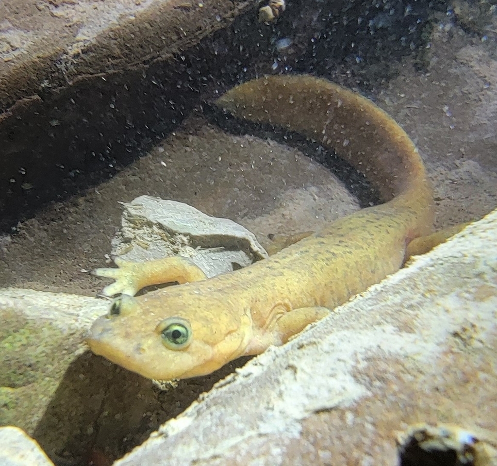 Sichuan Salamanders