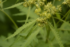 Senecio grandiflorus