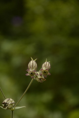 Silene indica