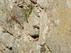 Podarcis muralis