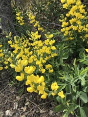 Thermopsis gracilis