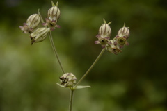 Silene indica