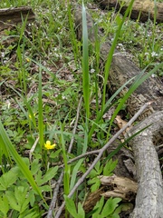 Diarrhena obovata