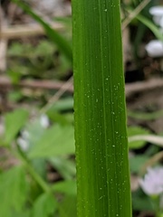 Diarrhena obovata