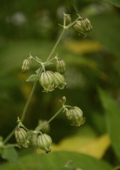 Silene indica
