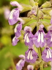 Salvia urticifolia