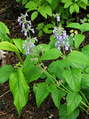 Salvia urticifolia