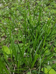 Diarrhena obovata