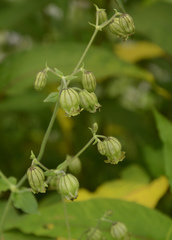 Silene indica