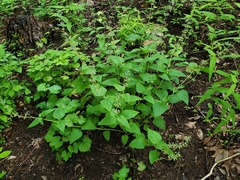Salvia urticifolia