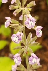 Salvia urticifolia