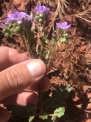 Phacelia crenulata