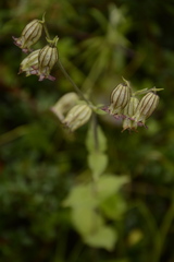Silene indica