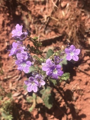 Phacelia crenulata