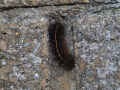Creatonotos transiens vacillans