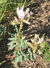 Astragalus cibarius