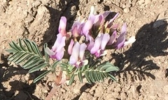 Astragalus cibarius