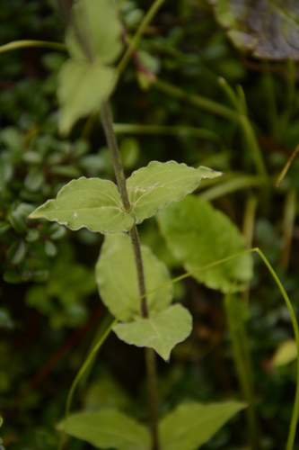 Image of Silene indica by (c) Siddarth Machado, some rights reserved (CC BY)