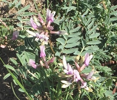Astragalus cibarius
