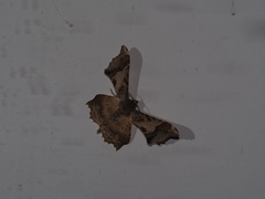 Krananda oliveomarginata