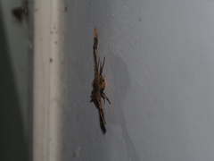 Krananda oliveomarginata