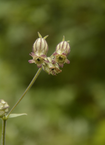 Image of Silene indica by (c) Siddarth Machado, some rights reserved (CC BY)