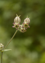 Silene indica