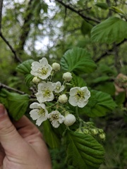 Crataegus mollis