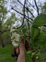 Crataegus mollis