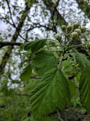 Crataegus mollis